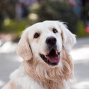 Ver chollos de la categoria Productos para Perros